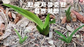 #한국춘란#산채#입변서반 하나 보고 옵니다#난초랑