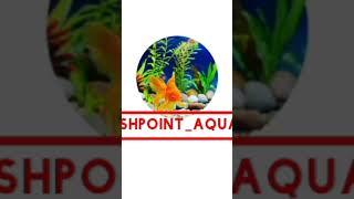 intro of our fishpoint