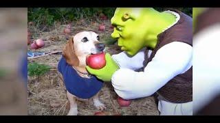 dog apple ai compilation core funny