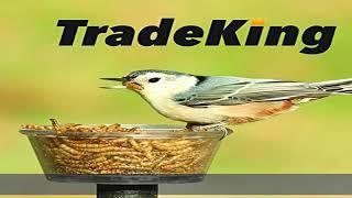 TradeKing 1 lb Dried Mealworms - High Protein Treat for Wild Birds, Chicken, Fish & Reptiles