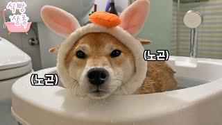 강아지 살롱 열었어요! 견생 처음 스파하는 강아지 a sparring dog