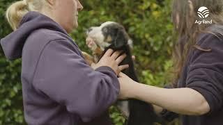 ISPCA marks 75 years of protecting Ireland’s animals