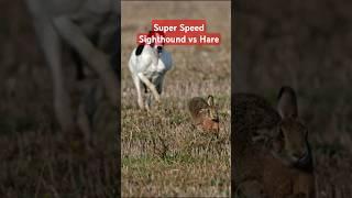 Super Speed Racing Sighthound vs Brown Hare Rabbit @ExplorePotohar