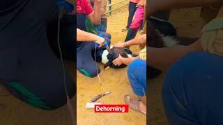 Disbudding #dehorning #calves #shortvideo #viral #shorts