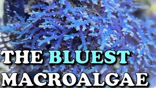 The BLUEST Macroalgae | Blue OCHTODES / HYPNEA Complete Guide