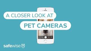 We Compared Some of the Best Pet Cameras | SafeWise