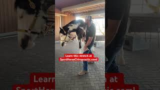 Dr. Mike Adney | Sport Horse Chiropractic does a chiropractic adjustment and front leg stretch!