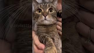  #funny#shortvideo #foryou #cute #meowmeow  #funny #happycat #dancecats #dancecat #fyp