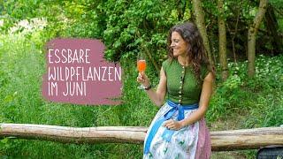Essbare Wildkräuter im Juni - Rosencider, Rotklee Tinktur selber machen & d. Kraft d. Frauenkräuter