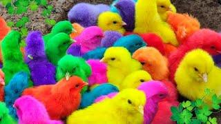 Ayam Lucu, ayam warna warni, ayam rainbow, kelinci lucu, bebek lucu, ikan koi, Hewan Lucu