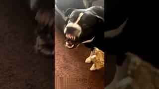 If You See a Dog Barking Like This, Do Not Get Close! ️ #scary