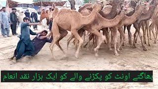 Camel Ko pkrny waly ko 1000 Ka Inam On Hadi Mian Tv 2020