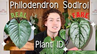 How to Identify a REAL Philodendron Sodiroi