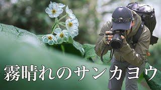 【風景写真】霧晴れのサンカヨウ・霧に包まれた森と神秘の花 | Landscape photography Vlog 4K