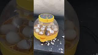 Wonderful Automatic Egg Incubator - Hatch chick