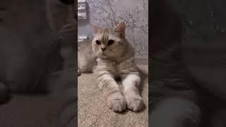 Просто и коротко#котя #красотка #табби #умница #кошечка #котики #юмор #смех #cat #cats #кот