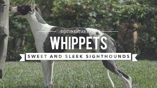 ALL ABOUT WHIPPETS: SWEET AND SLEEK SIGHTHOUND