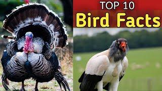 TOP 10 Amazing bird facts ! unbelievable facts about bird species #factsign