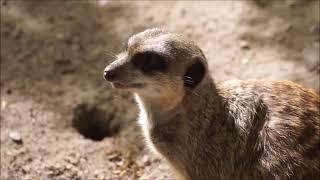 Ein Fall für Erdmännchen !!! - Nürnberger Zoo