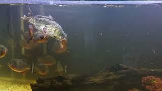 Amazon Piranha Red Belly Feeding (Carp) Makan Piranha (WARNING LIVE FEEDING)