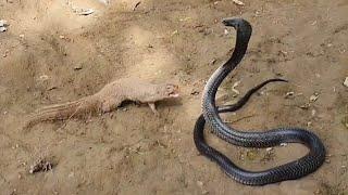 See how Mongoose defeat the huge Black Cobra