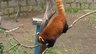 Two fat Red Pandas nearly broke the branch under their feet