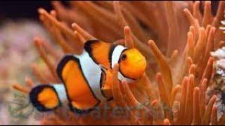 Misbar clownfish.