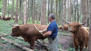 Jajčanin Ćatislav -Ćato jedini je  koji drži Škotsko visinsko goveče u Bosni