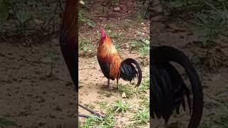 ANGRY KING ROOSTER