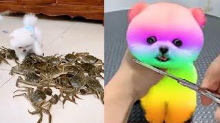 Cute teacup dogs full grown---video compilation 2021#special1