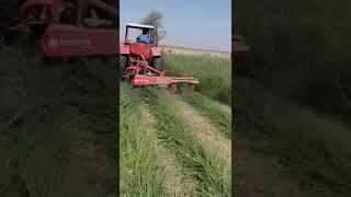 #rhodegrass  #animals #hay #pakistan #feed