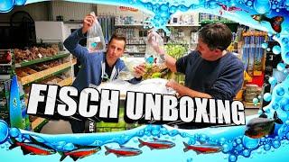 Aquarium Fisch Unboxing |  Nanofische und mehr