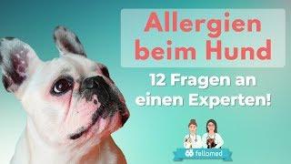 Allergie beim Hund - ein Spezialist gibt Antworten!