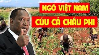 Ngô Việt Nam Đã Thay Đổi Cuộc Sống Hàng Ngàn Người Châu Phi