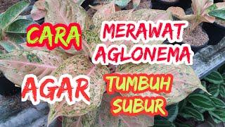 Cara merawat Aglonema agar tumbuh subur