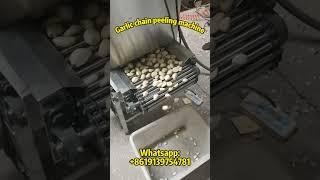Garlic chain peeling machine | with a Capacity of 30-1000kg/H #garlic #garlicpeeling #garlicpeeler