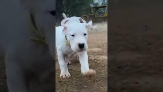 ️Dogo Argentino️ Puppies Available Now!️#dog #bgmi #bhfyp #short #love #trending #dogoargentino