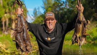 Iguanas are Destroying South Florida! {Catch Clean Cook} It's better than Pork!