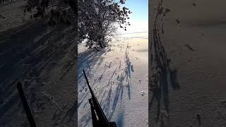 Заяц на встречке