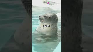 Secrets of Seals: Unbelievable Wildlife