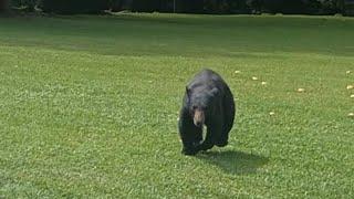 Bear Coming After Me In Gatlinburg