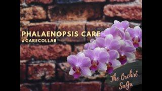 How I care for Phalaenopsis orchids - #carecollab