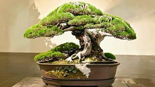 盆栽を形作る芸術 盆栽Bonsai o katachidzukuru geijutsu bonsai 116