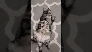 ПРОСТО БРИТАНСКИЙ КОТ!