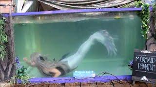 Mermaids at the Renaissance Festival  Mermaid Phantom in a Tank  Live Mermaids Swimming Videos