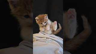 이제는 건강냥 루미! 회복하자마자 장꾸 모드 ON