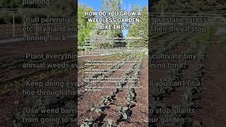 How to grow a weedless garden. #weeding #weeds #garden #gardening #food #farm #homestead