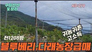 [블루베리농장매매]구미선산읍 블루베리농장 급매매 귀농귀촌환영#구미토지#구미블루베리농장#구미다래농장#블루베리농장#귀농귀촌블루베리#