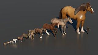 From smallest to biggest : Horse Size Comparsion