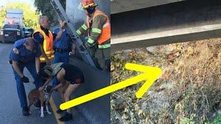 Homeless Man Risks His Life To Rescue Dog Who Jumped Out Of Car And Landed On Steep Cliff..